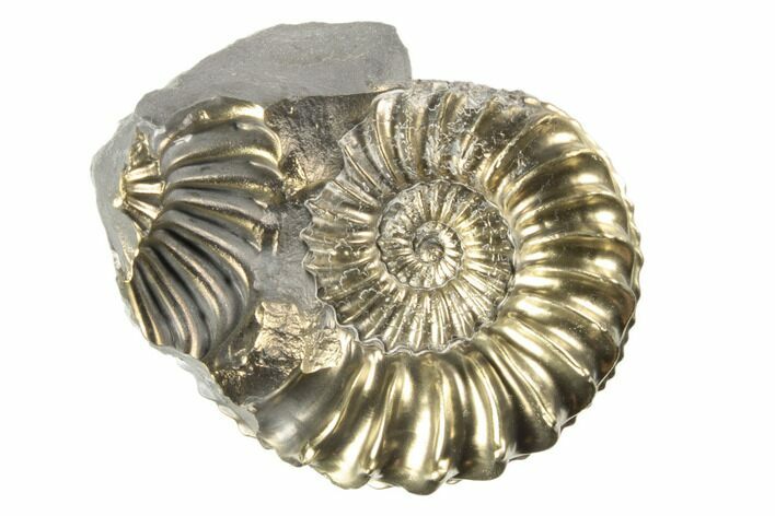 Pyritized (Pleuroceras) Ammonite Fossil - Germany #193811